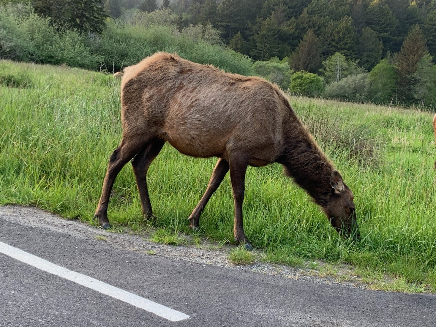 Roosevelt elk in Orick, CA
