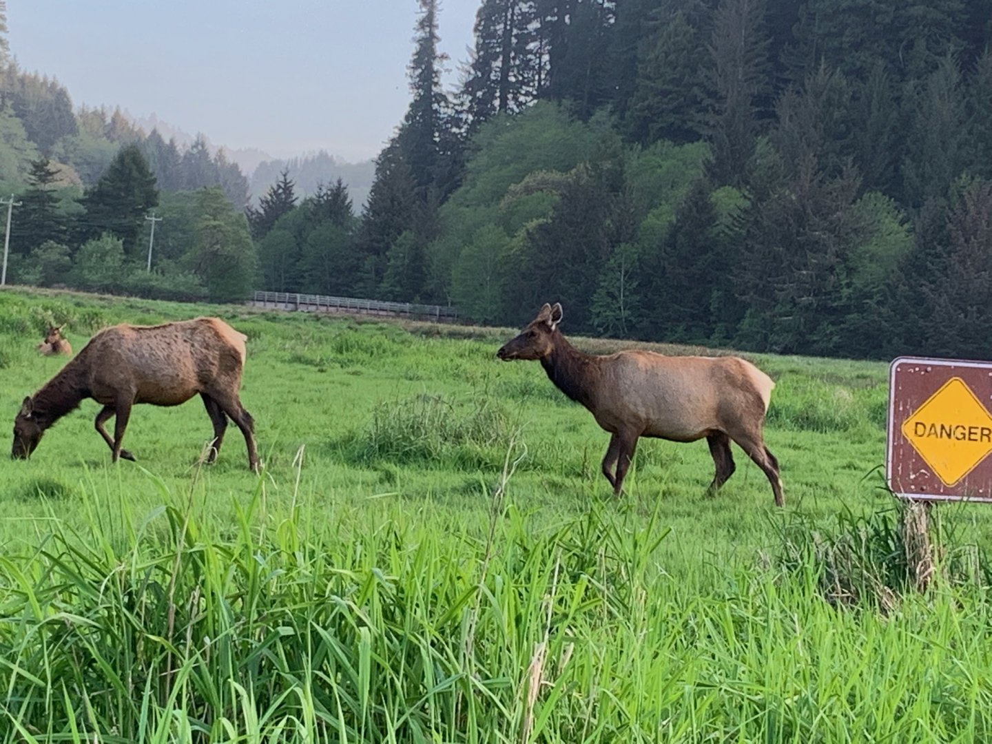 Roosevelt elk in Orick, CA