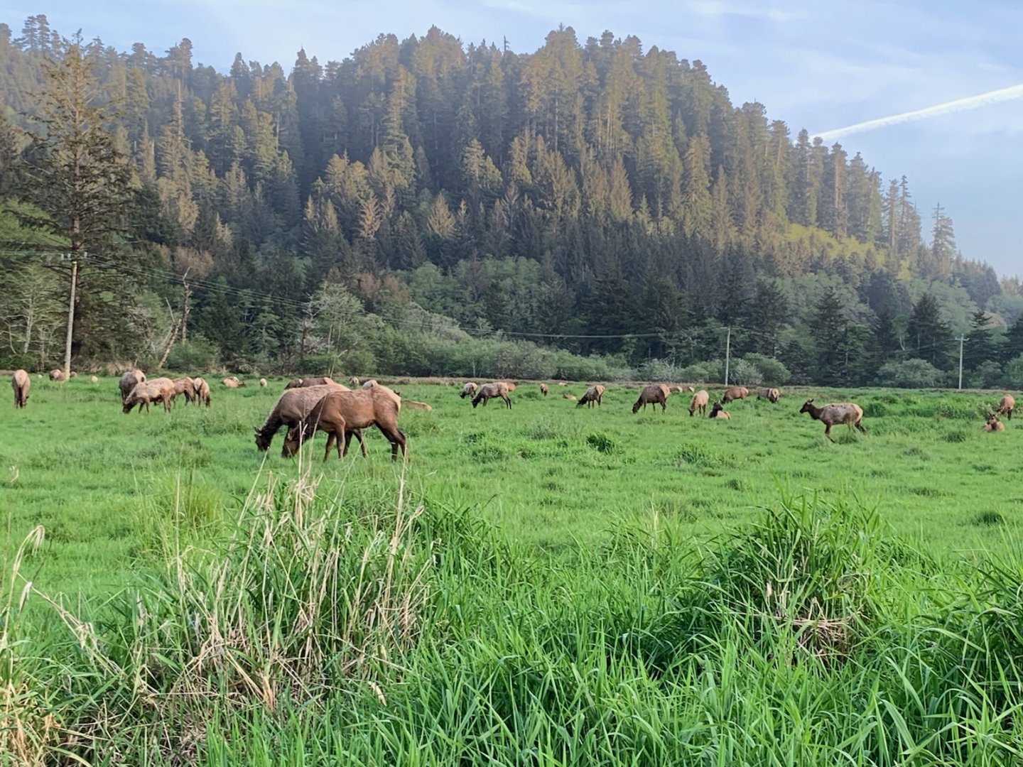 Roosevelt elk in Orick, CA