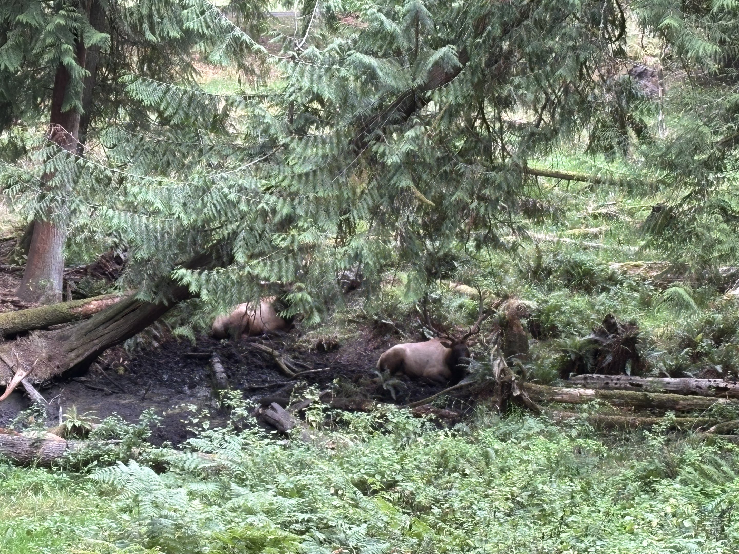 Roosevelt Elk in undergrowth - 435-Acre Tram Tour