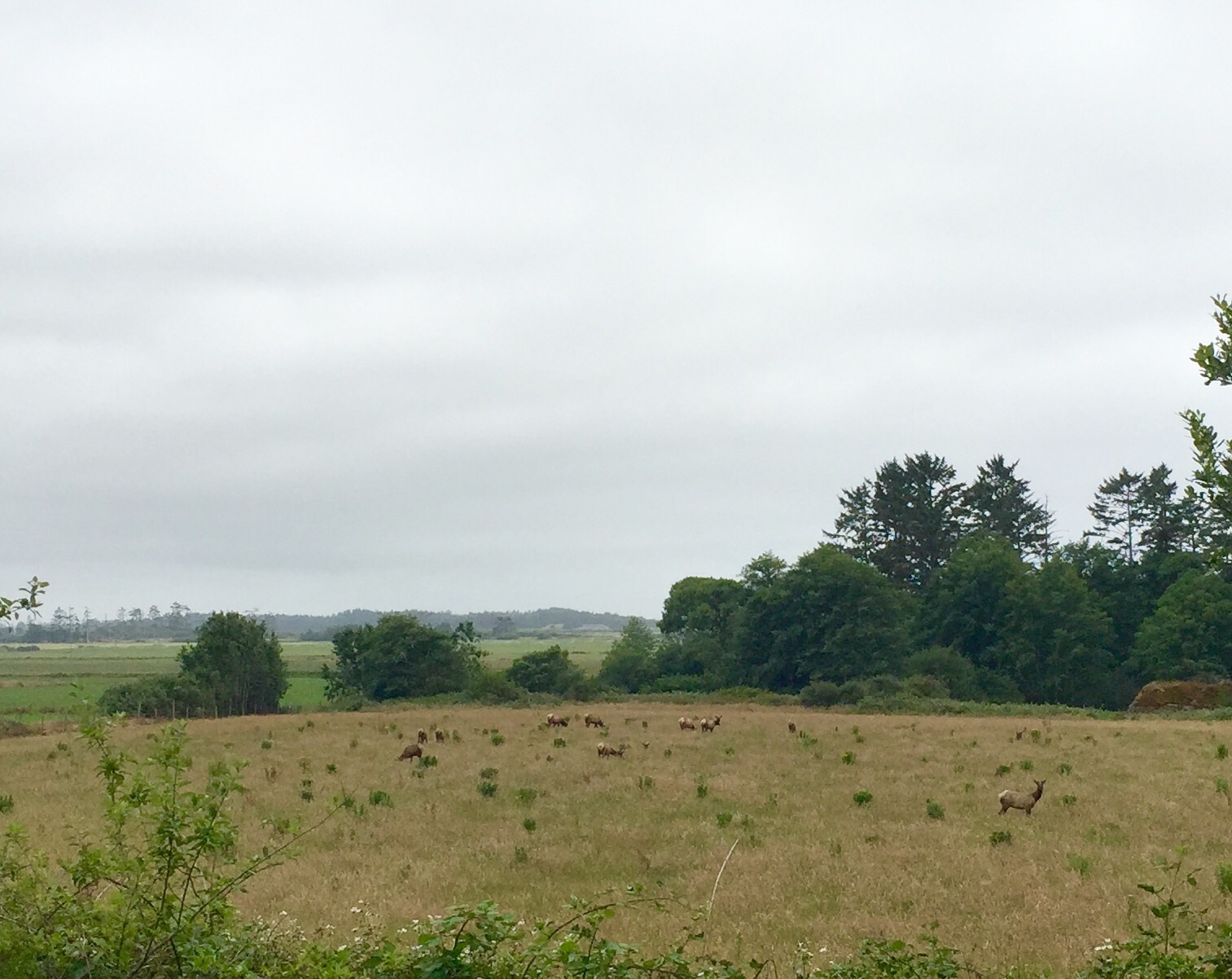 Roosevelt Elk - Oregon