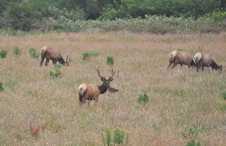 Roosevelt Elk - Oregon