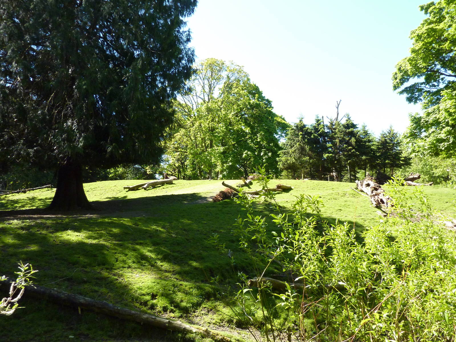 Roosevelt Elk Paddock