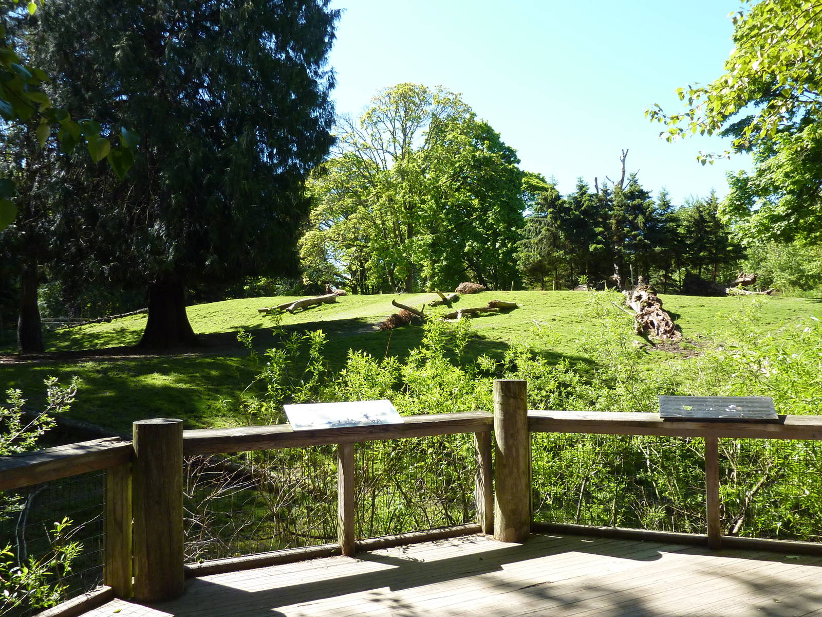 Roosevelt Elk Paddock
