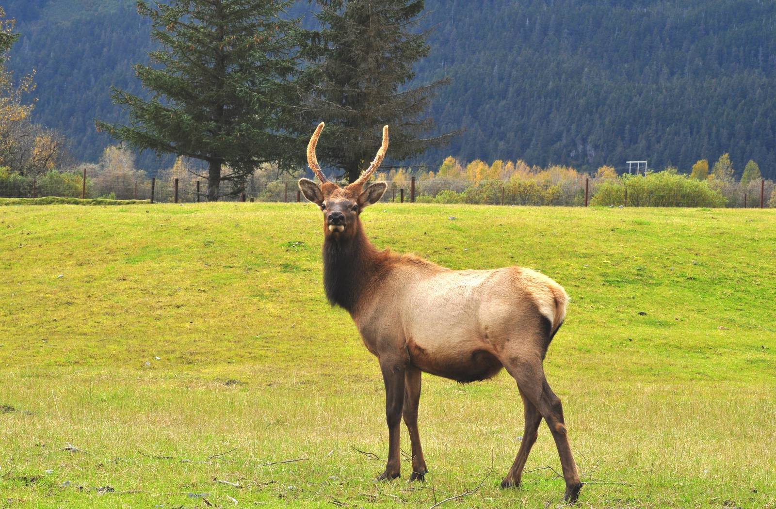 Roosevelt Elk spike bull