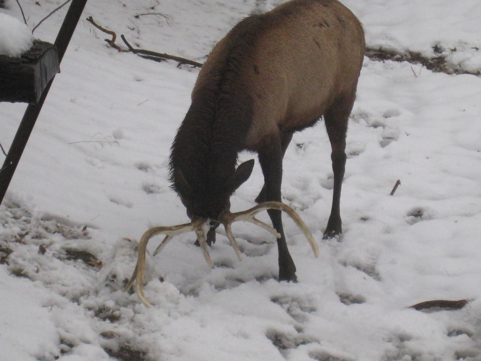 Roosevelt Elk