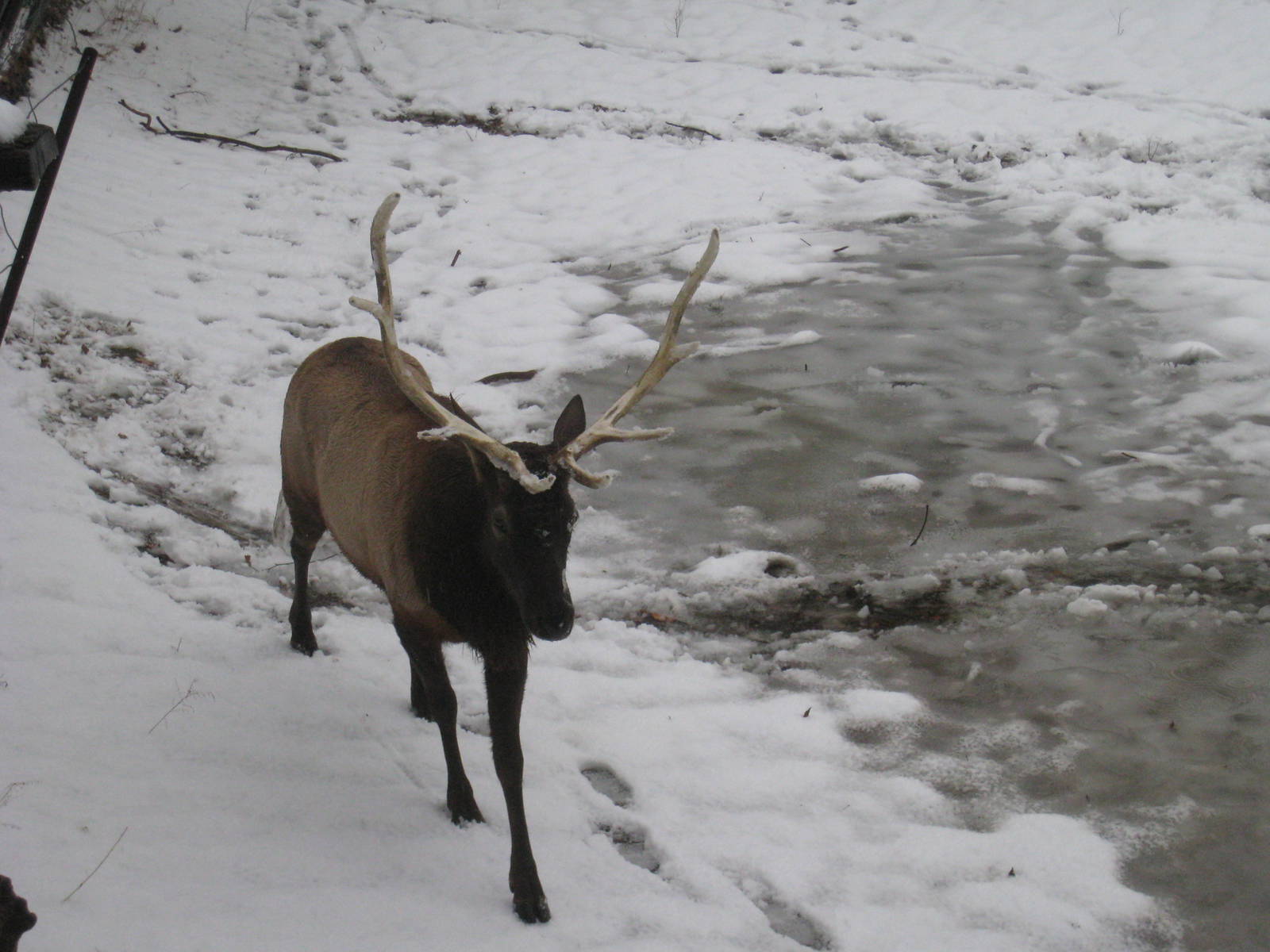 Roosevelt Elk