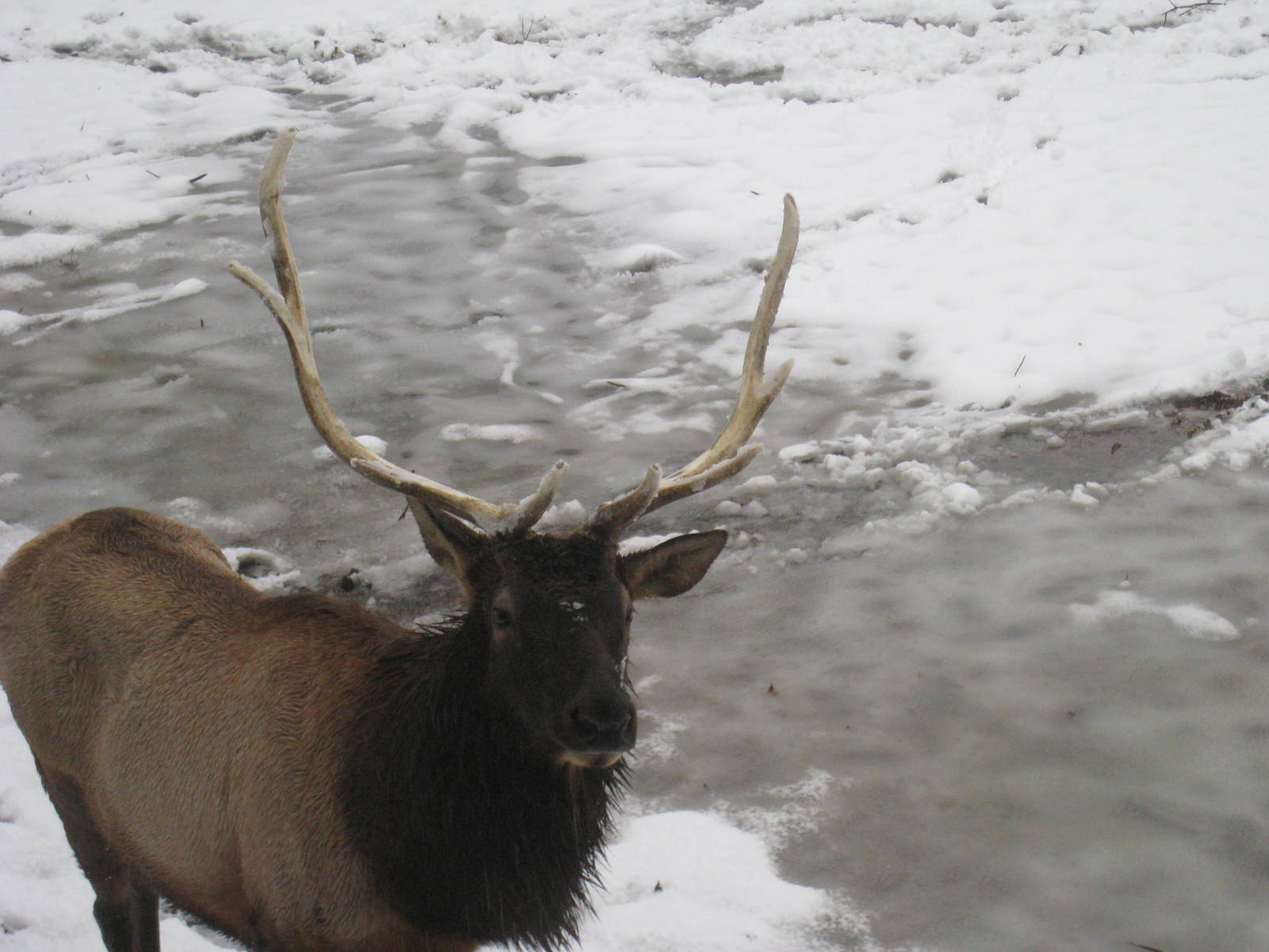Roosevelt Elk