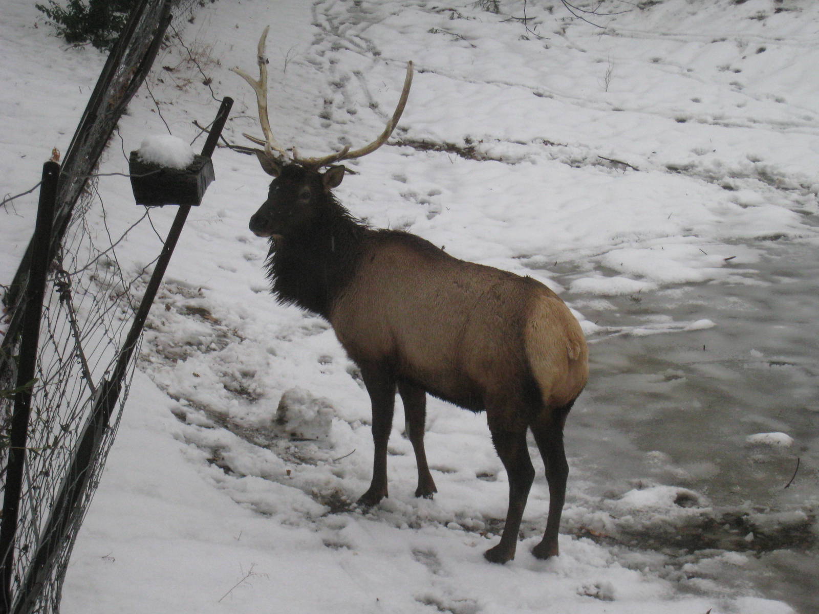 Roosevelt Elk