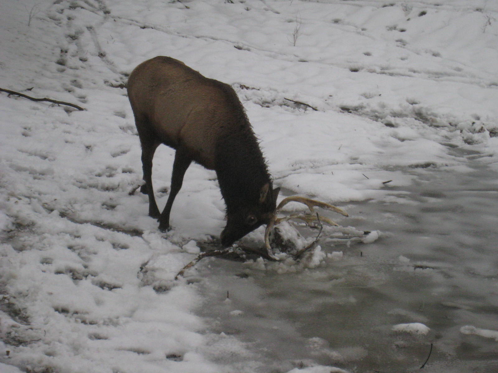 Roosevelt Elk