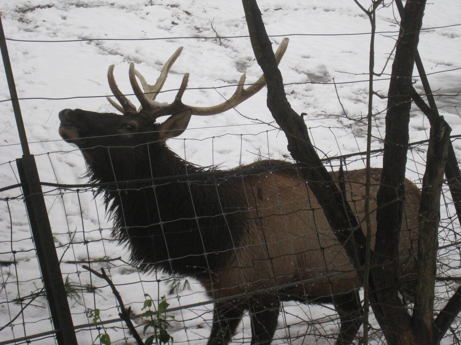 Roosevelt Elk