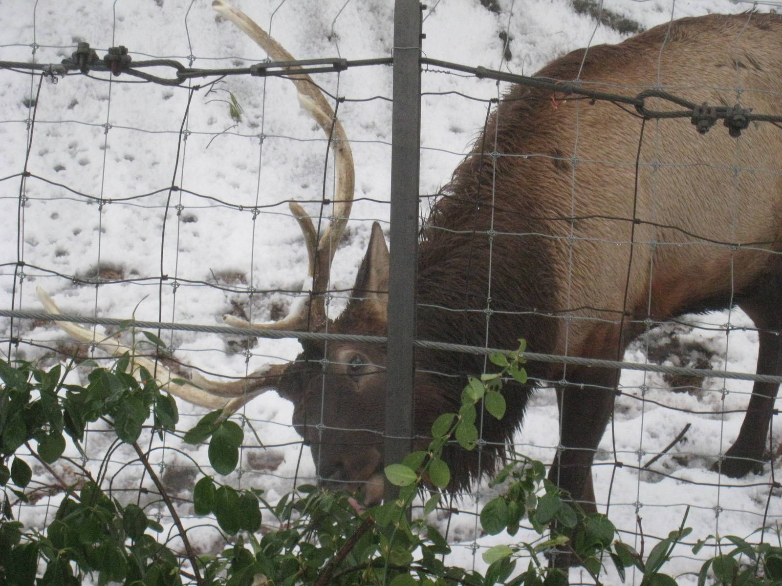 Roosevelt Elk