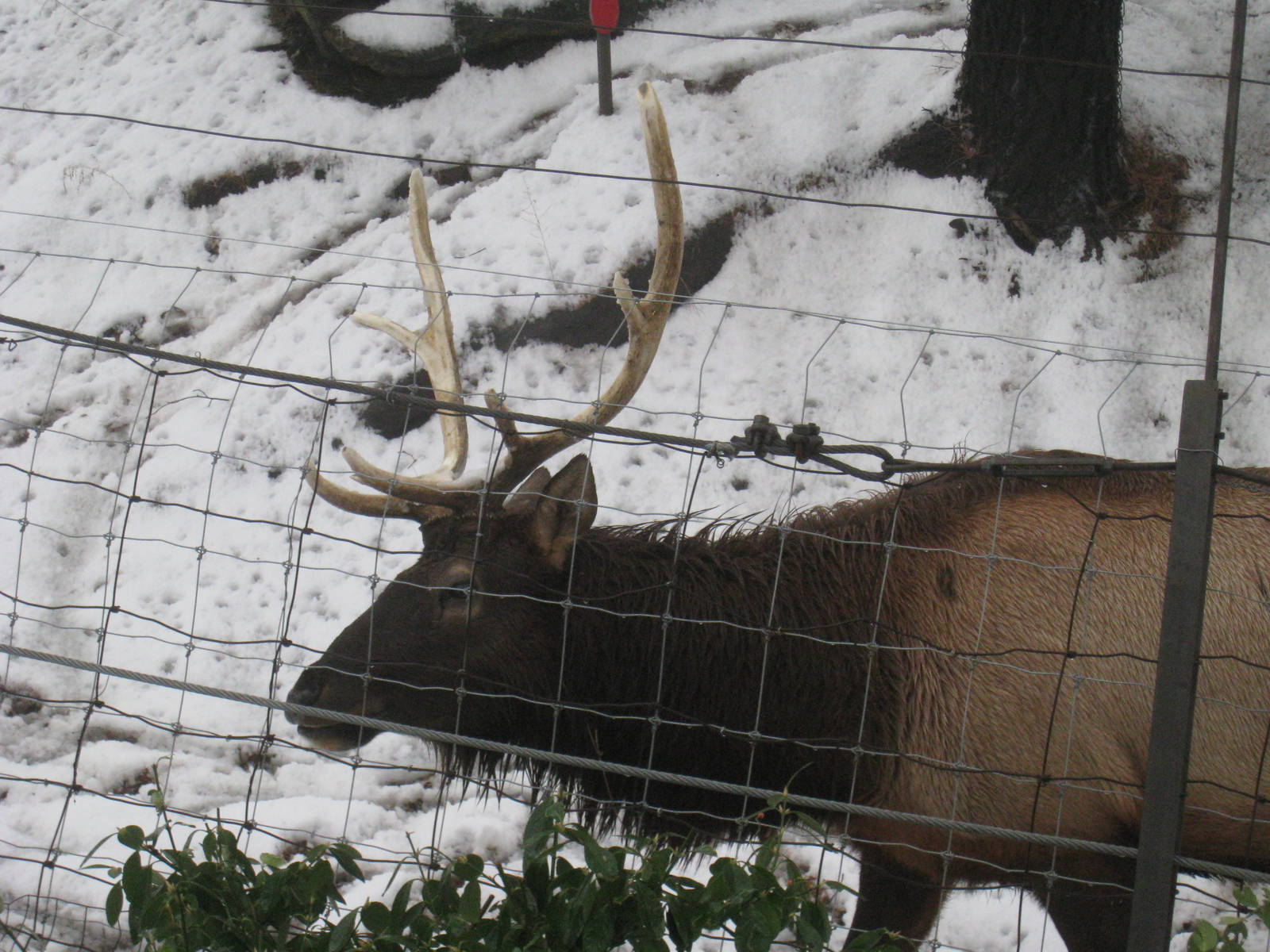 Roosevelt Elk