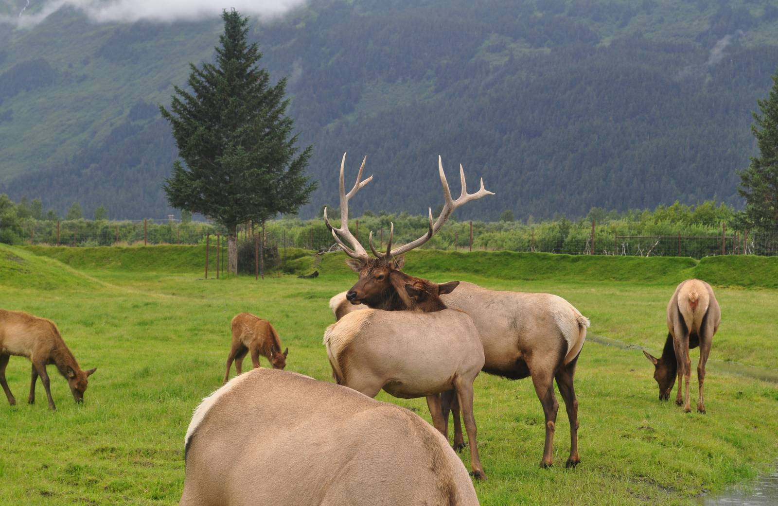 Roosevelt Elk