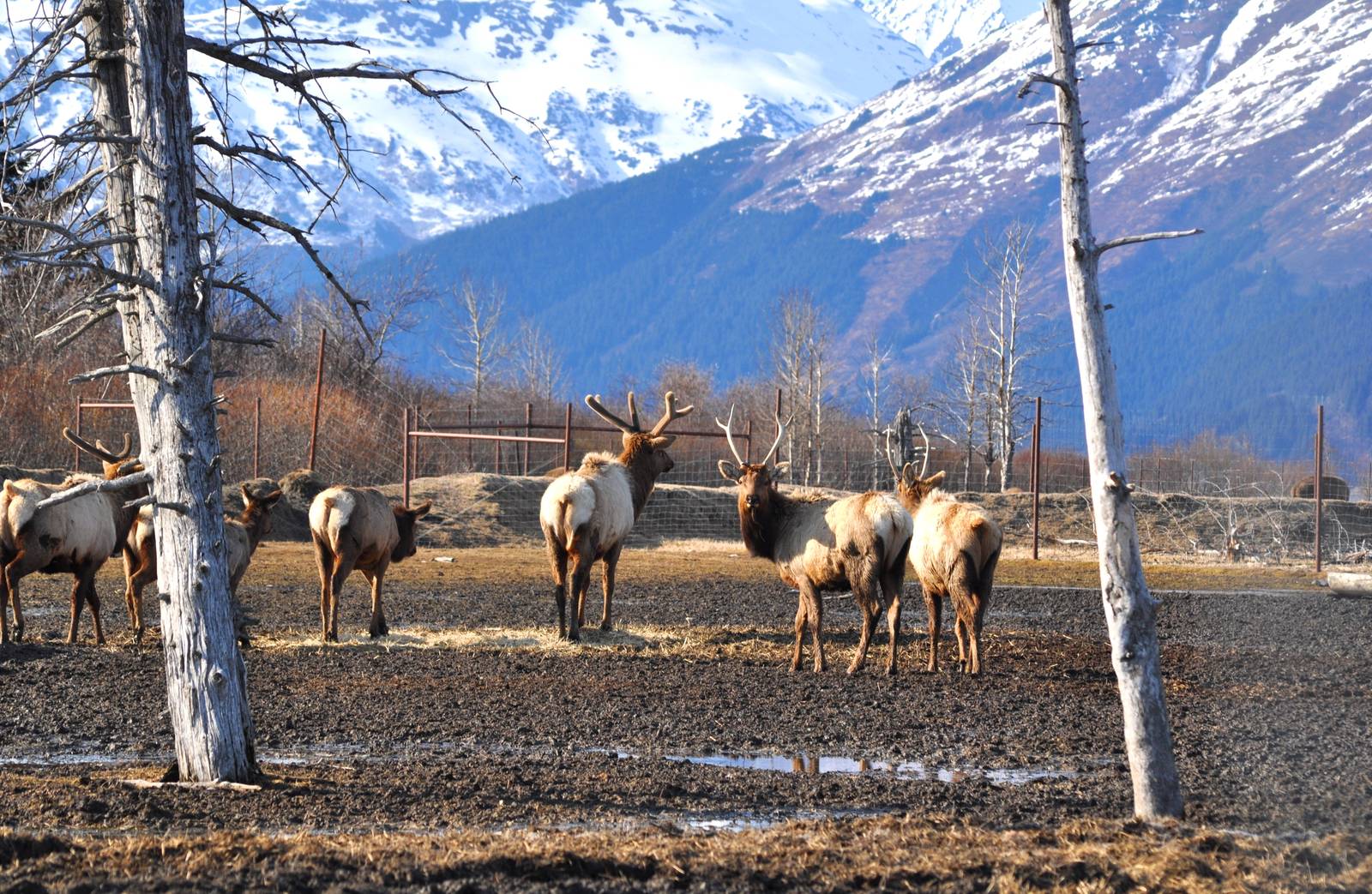 Roosevelt Elk