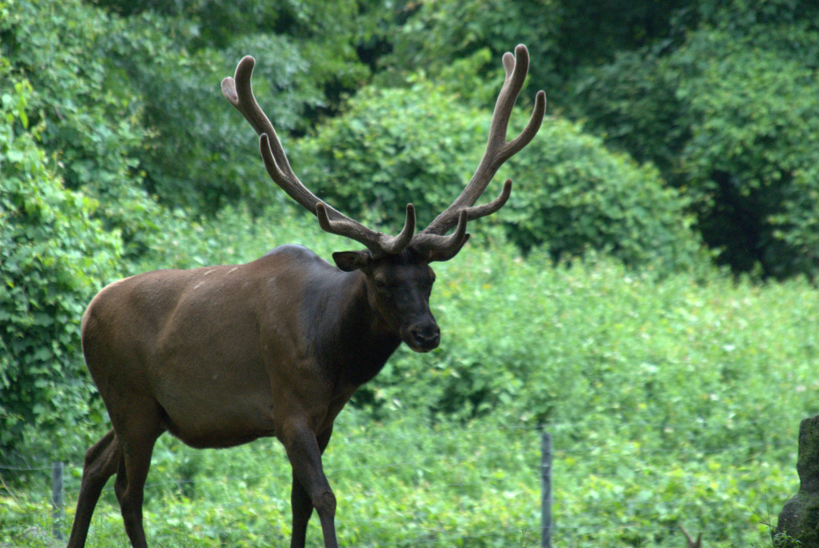 Roosevelt elk