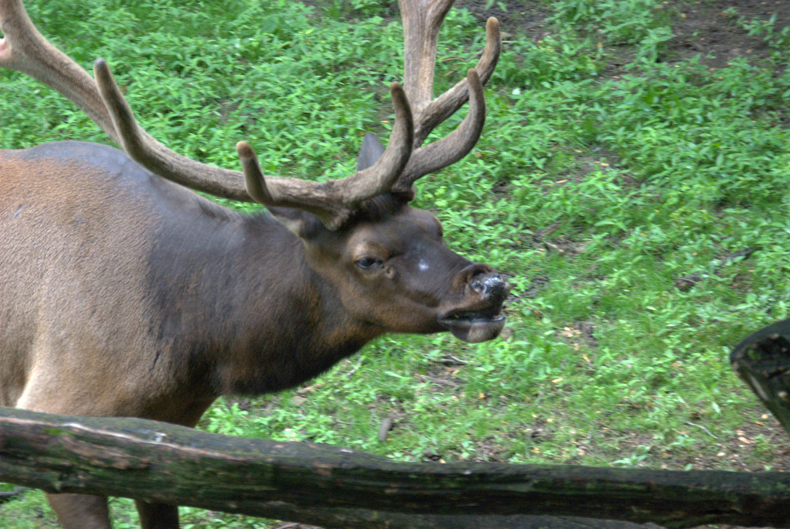 Roosevelt elk