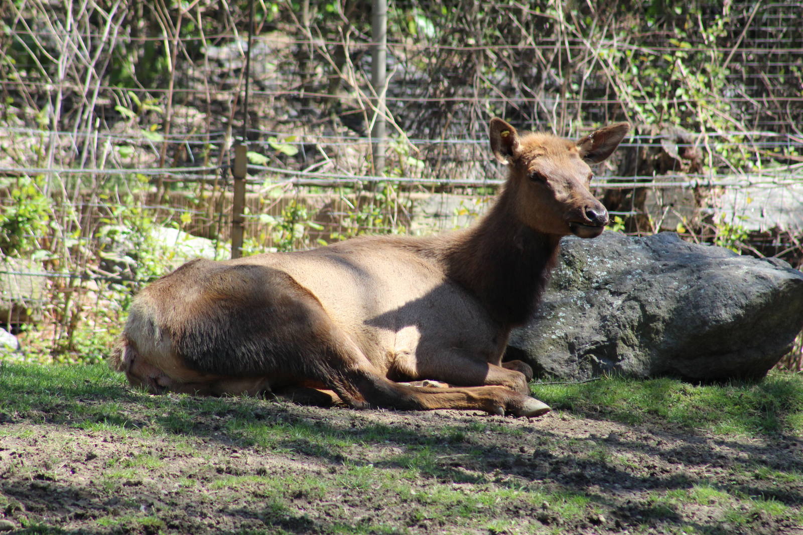 Roosevelt Elk