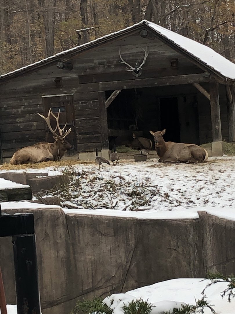 Roosevelt Elk