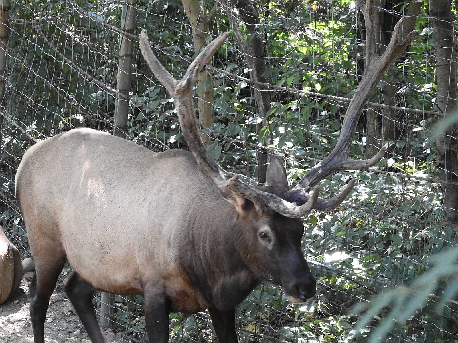 Roosevelt's Elk