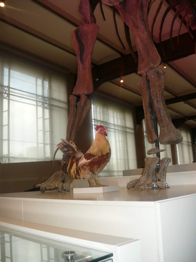 Rooster at the feet of a sauropod