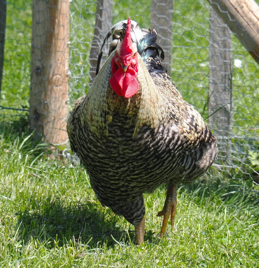 Rooster (Gallus gallus domesticus), 2021-05-29
