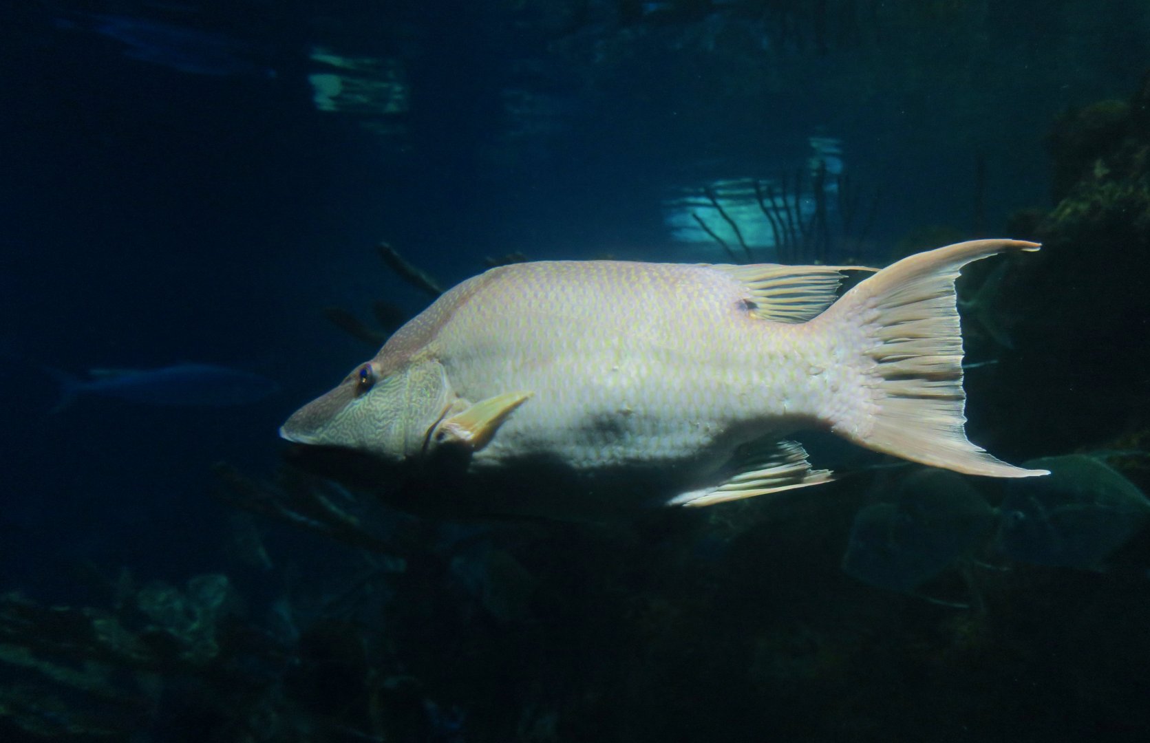 Rooster Hogfish (Lachnolaimus maximus)