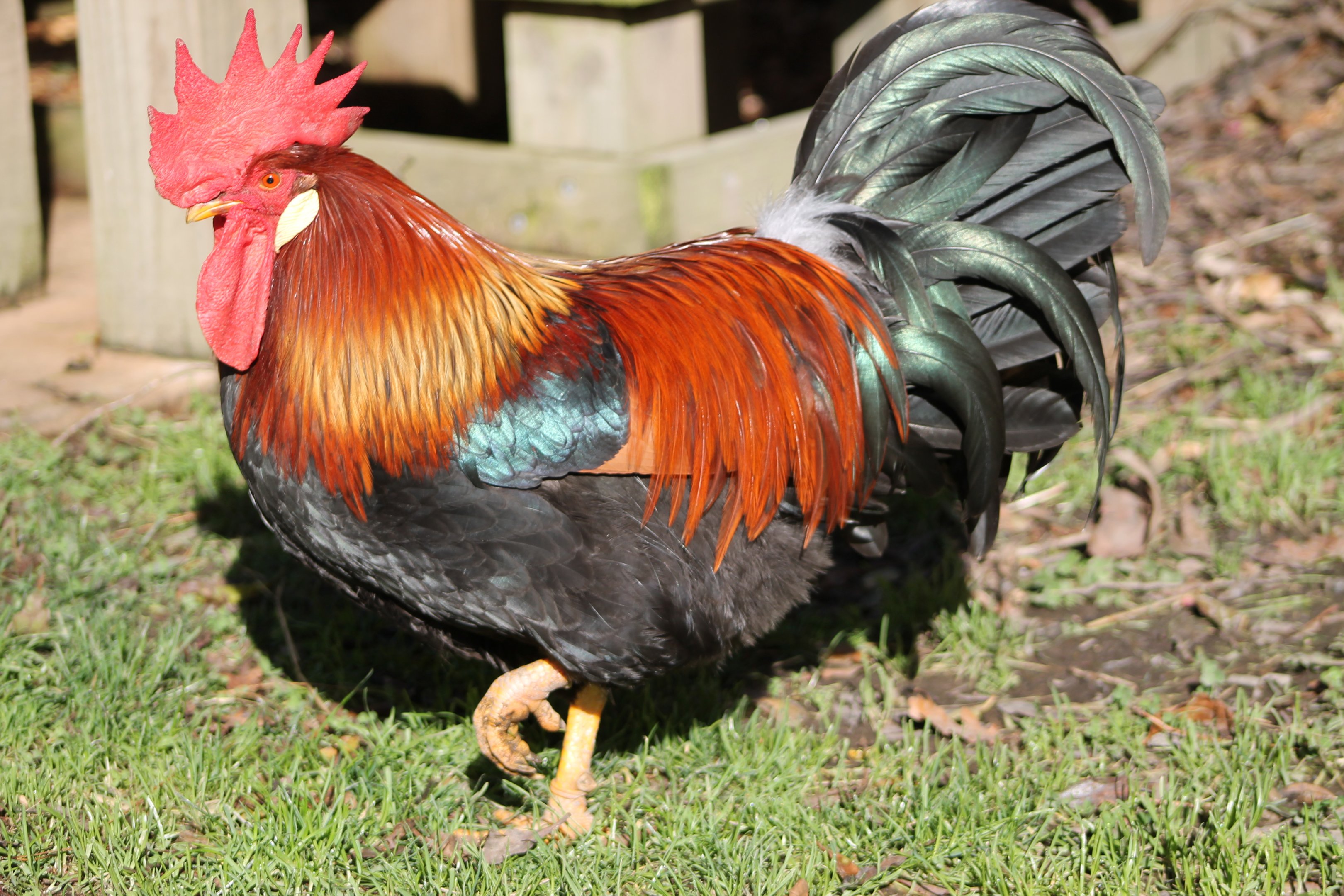 Rooster in the farmyard