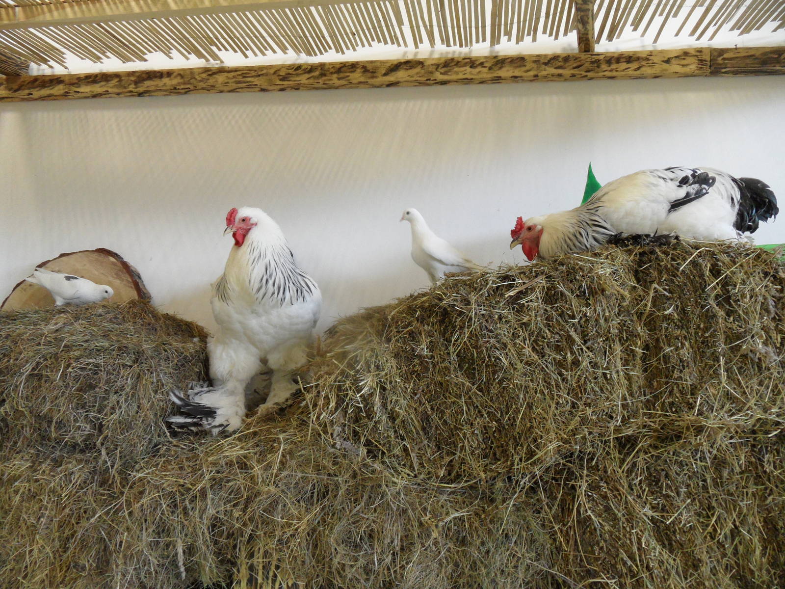 Roosters and pigeons