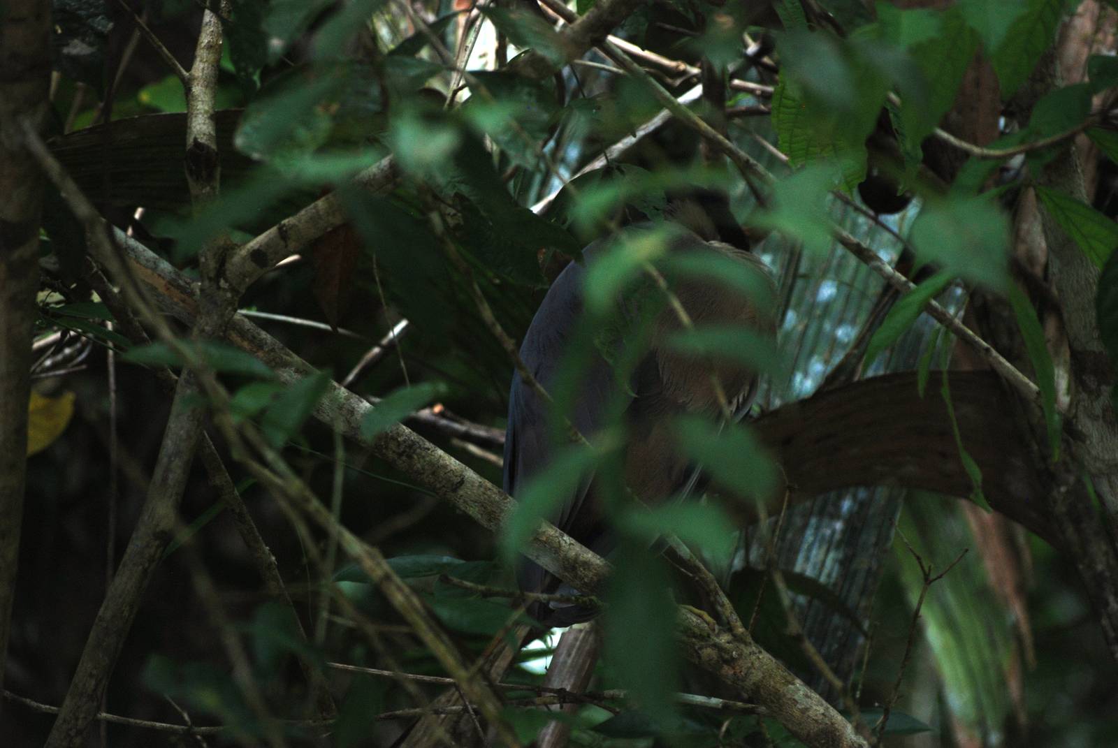 Roosting Boat-billed Heron in Tortuguero, 15/04/14