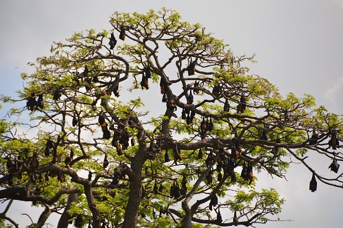Roosting fruit bats.