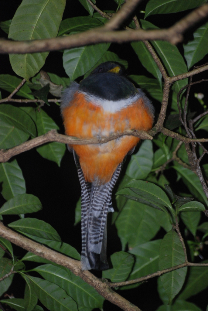 Roosting Orange-bellied Trogon, Reserve adjoining Monteverde Lodge, 19/04/1