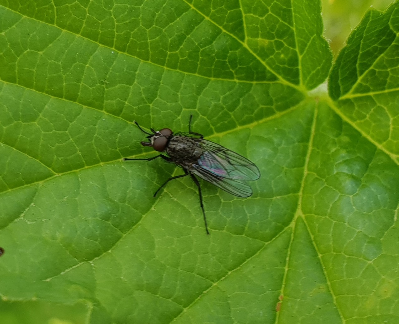 Root-maggot fly - Egle cilata