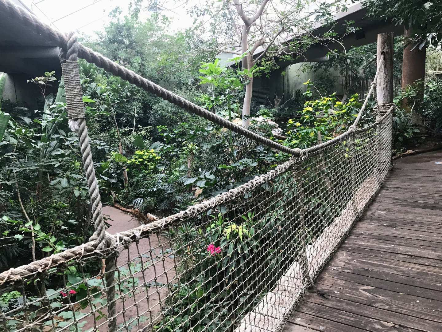 Rope Bridge