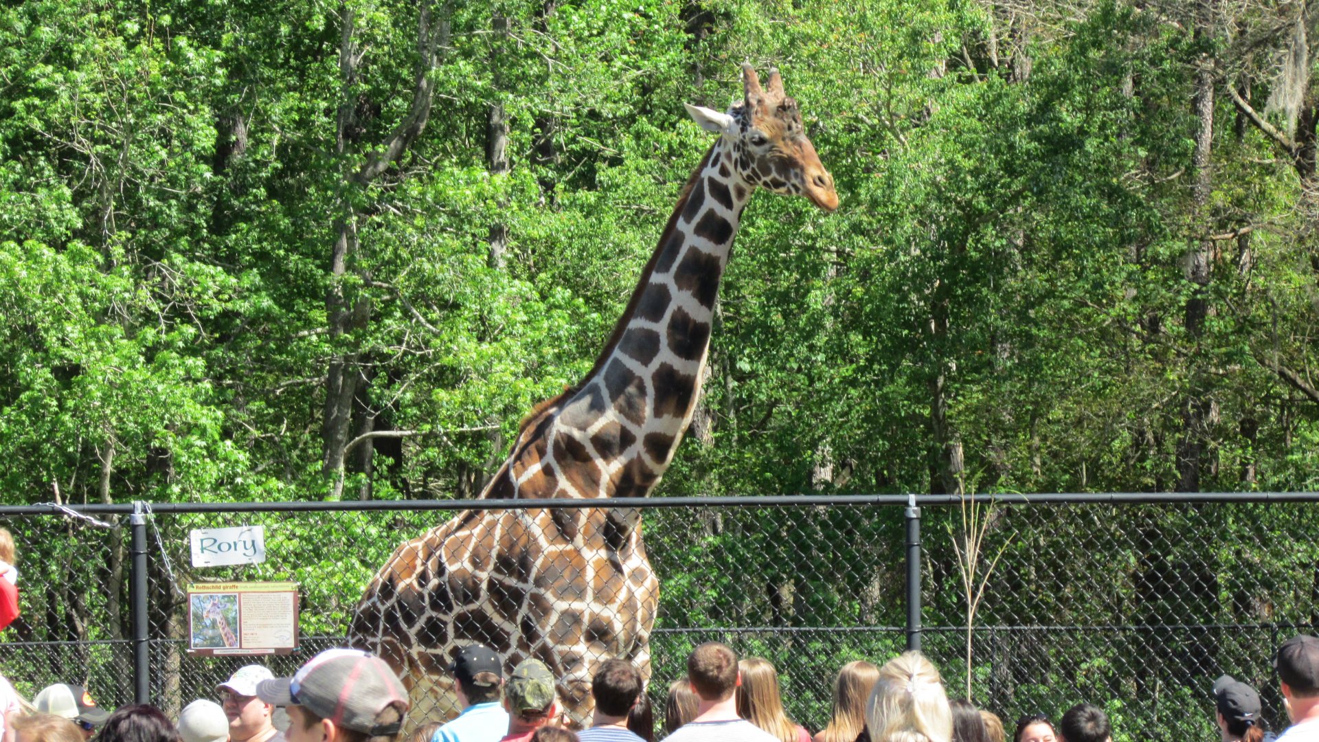 Rory the Rothschild's Giraffe