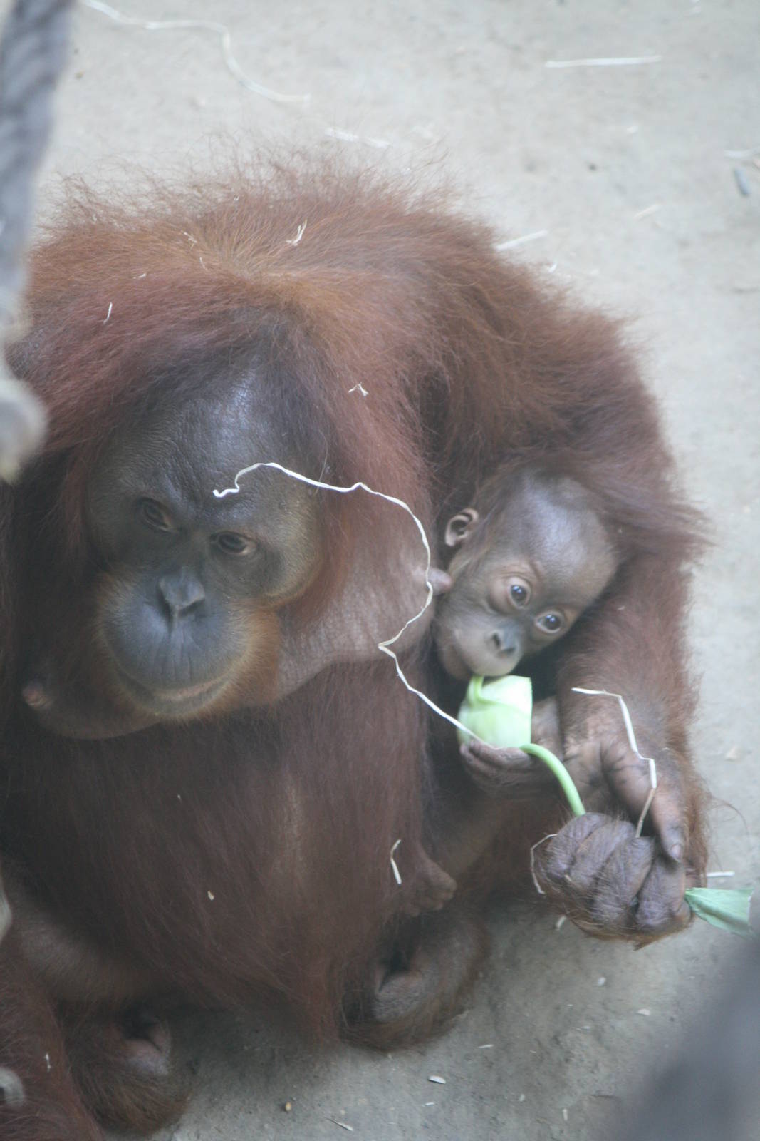 Rosa and baby - 4 June 2010