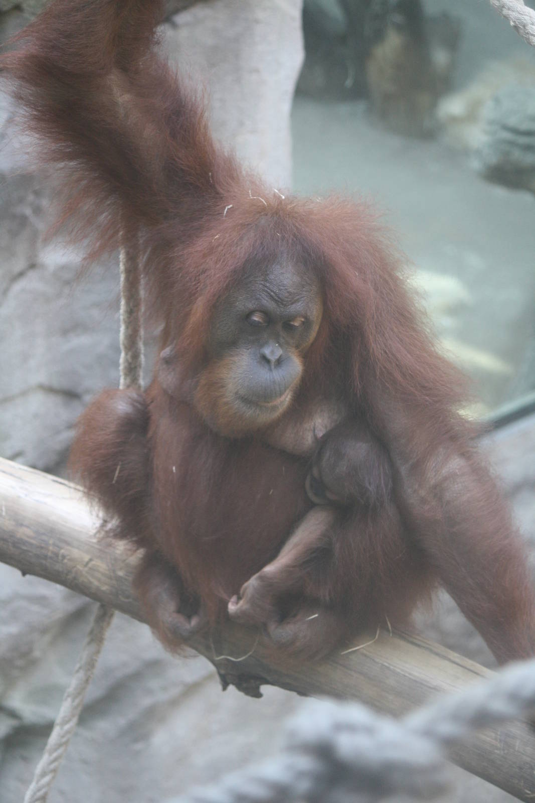 Rosa and Pandai - 4 June 2010