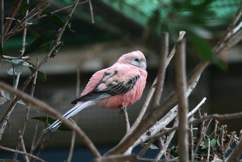 Rosa Bourke Parrot