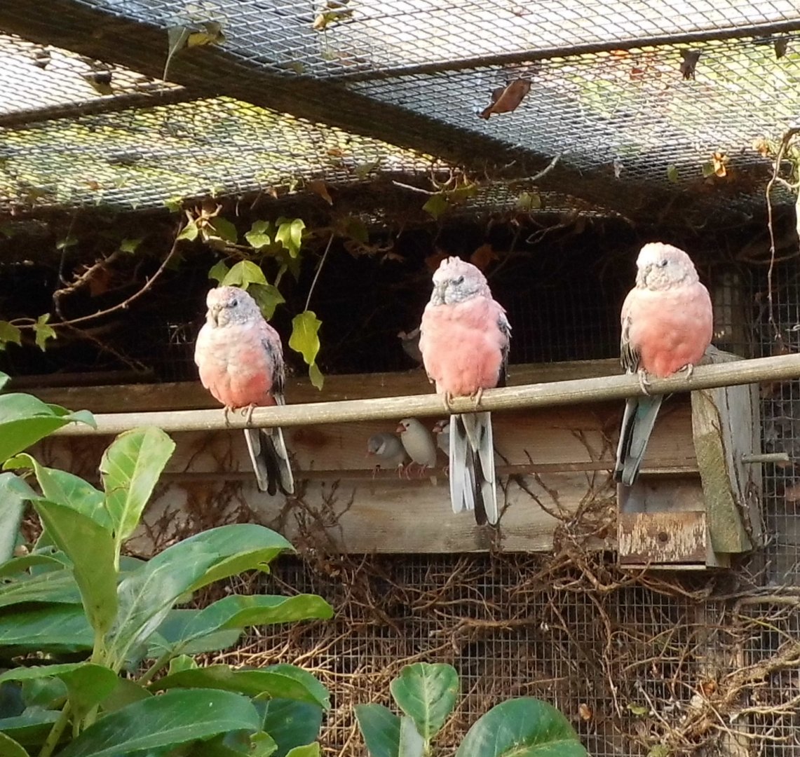 Rosa Bourke's Parakeets, 23rd September 2025
