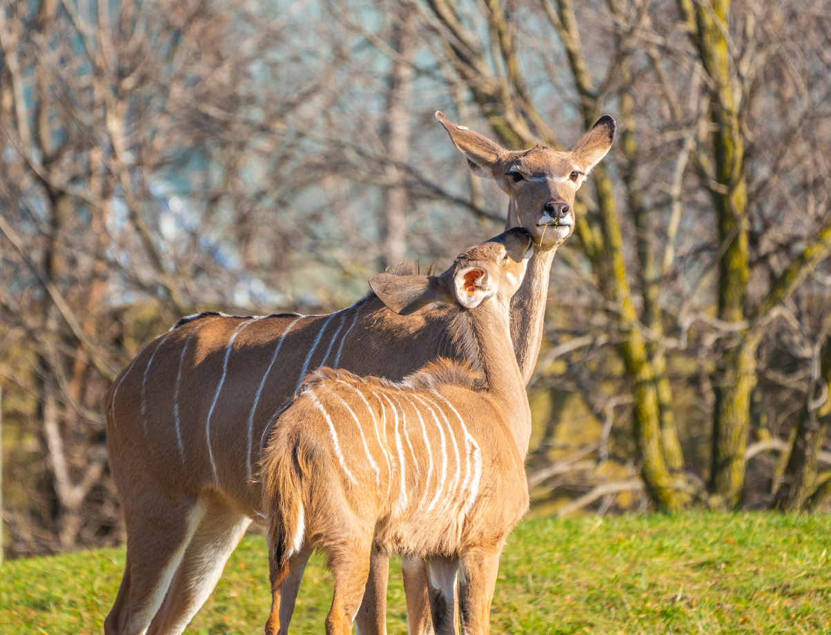 Rosalita and Roux the Greater Kudu mom and daughter