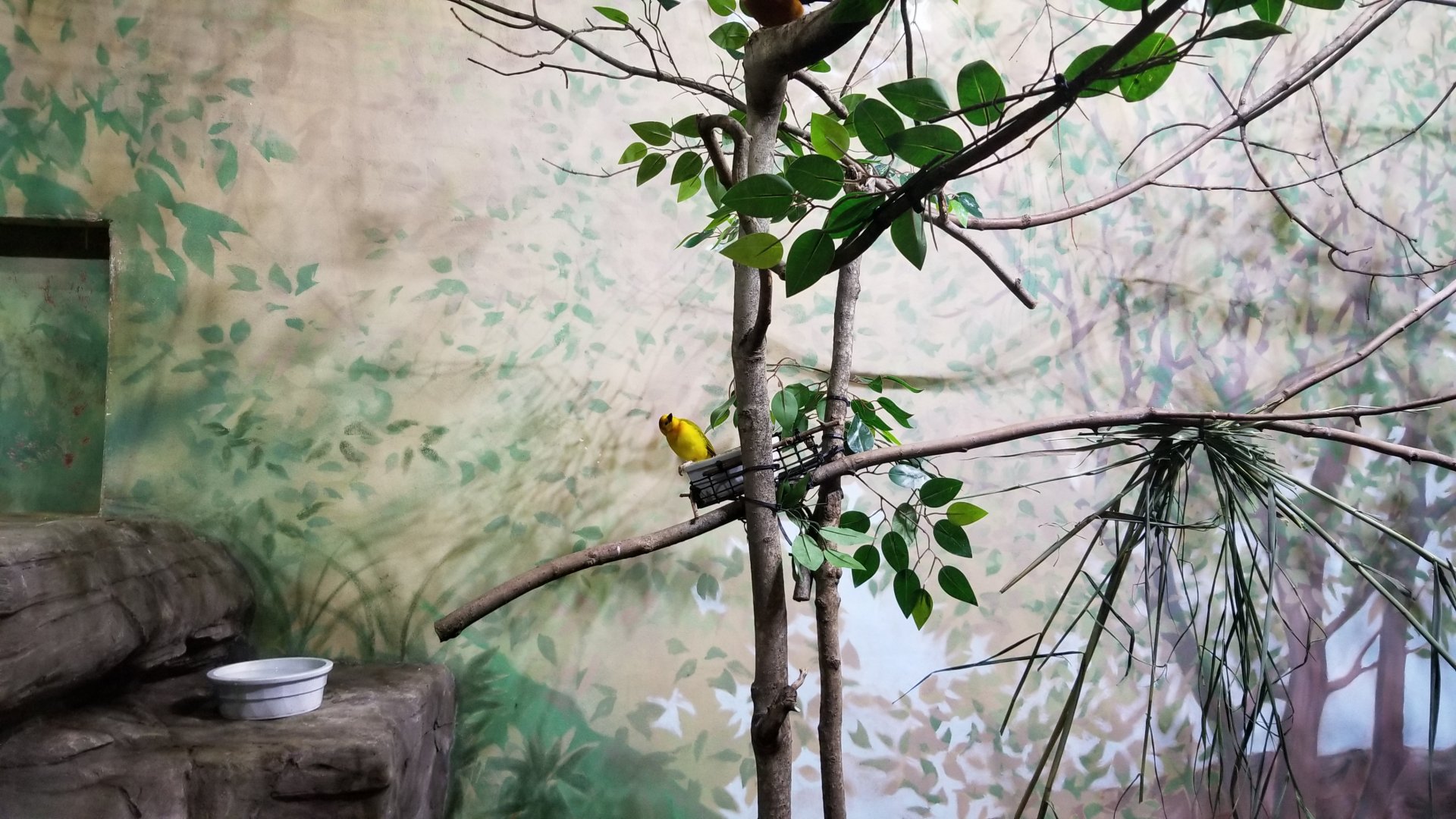 Rosamond Gifford - African Aviary