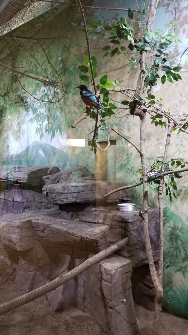 Rosamond Gifford - African Aviary