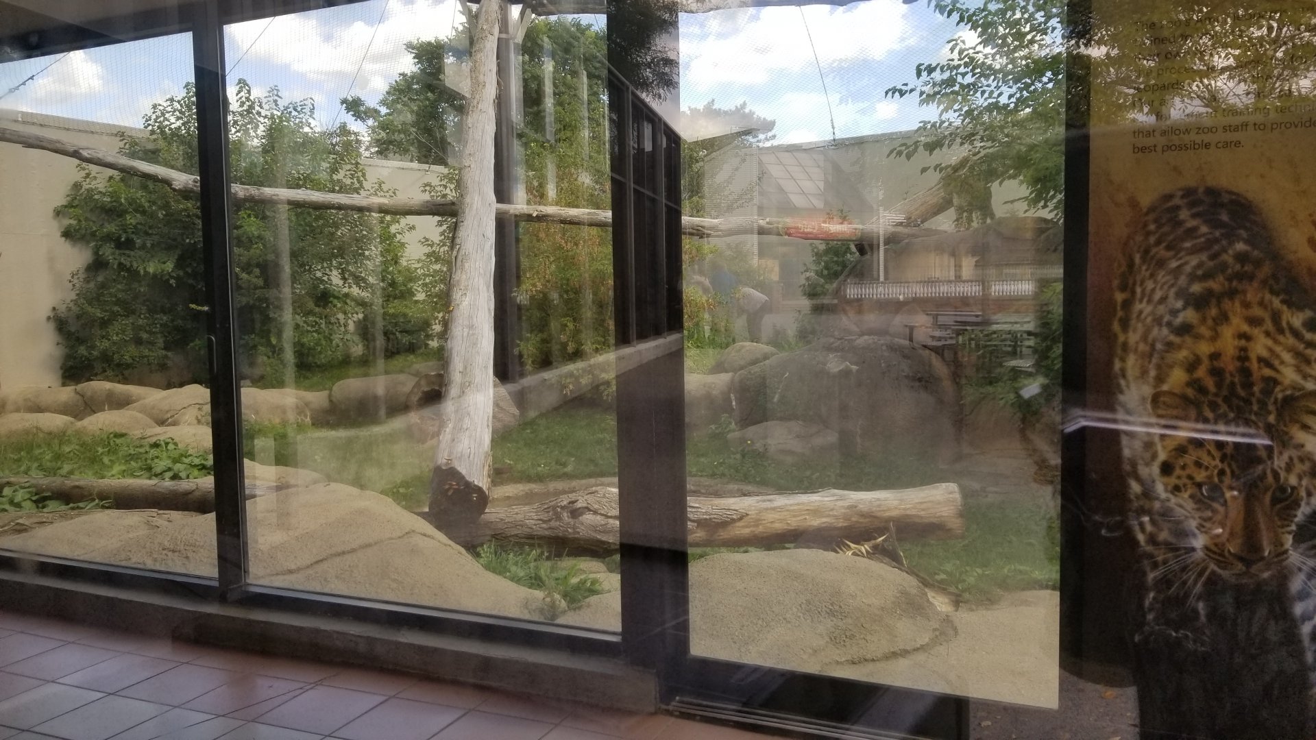 Rosamond Gifford - Amur leopard exhibit