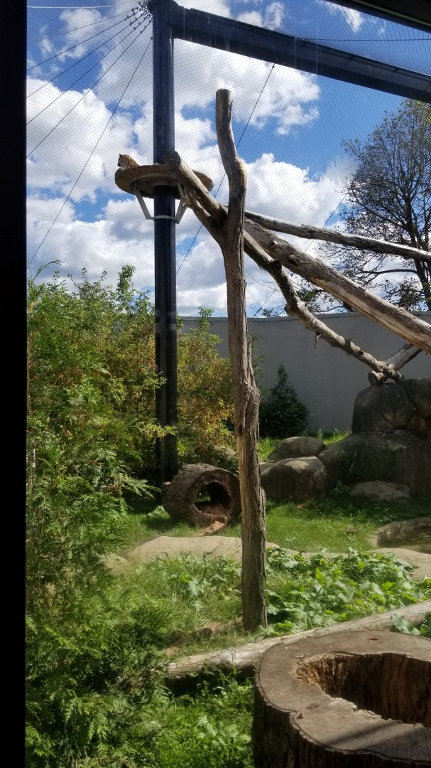 Rosamond Gifford - Amur leopard