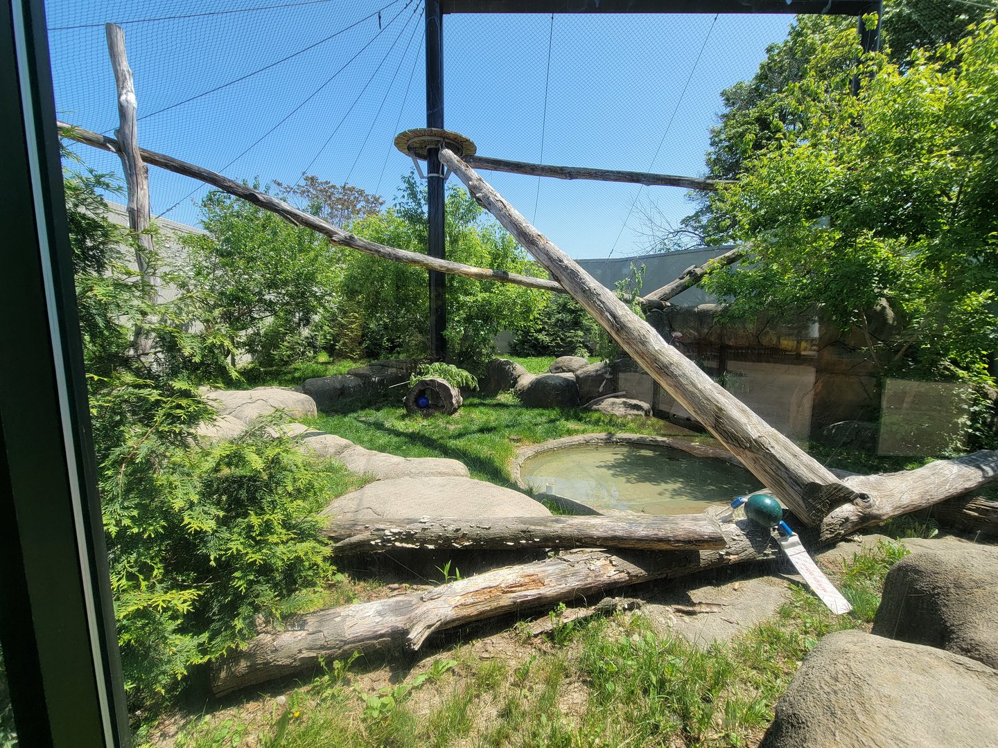 Rosamond Gifford - Amur leopard