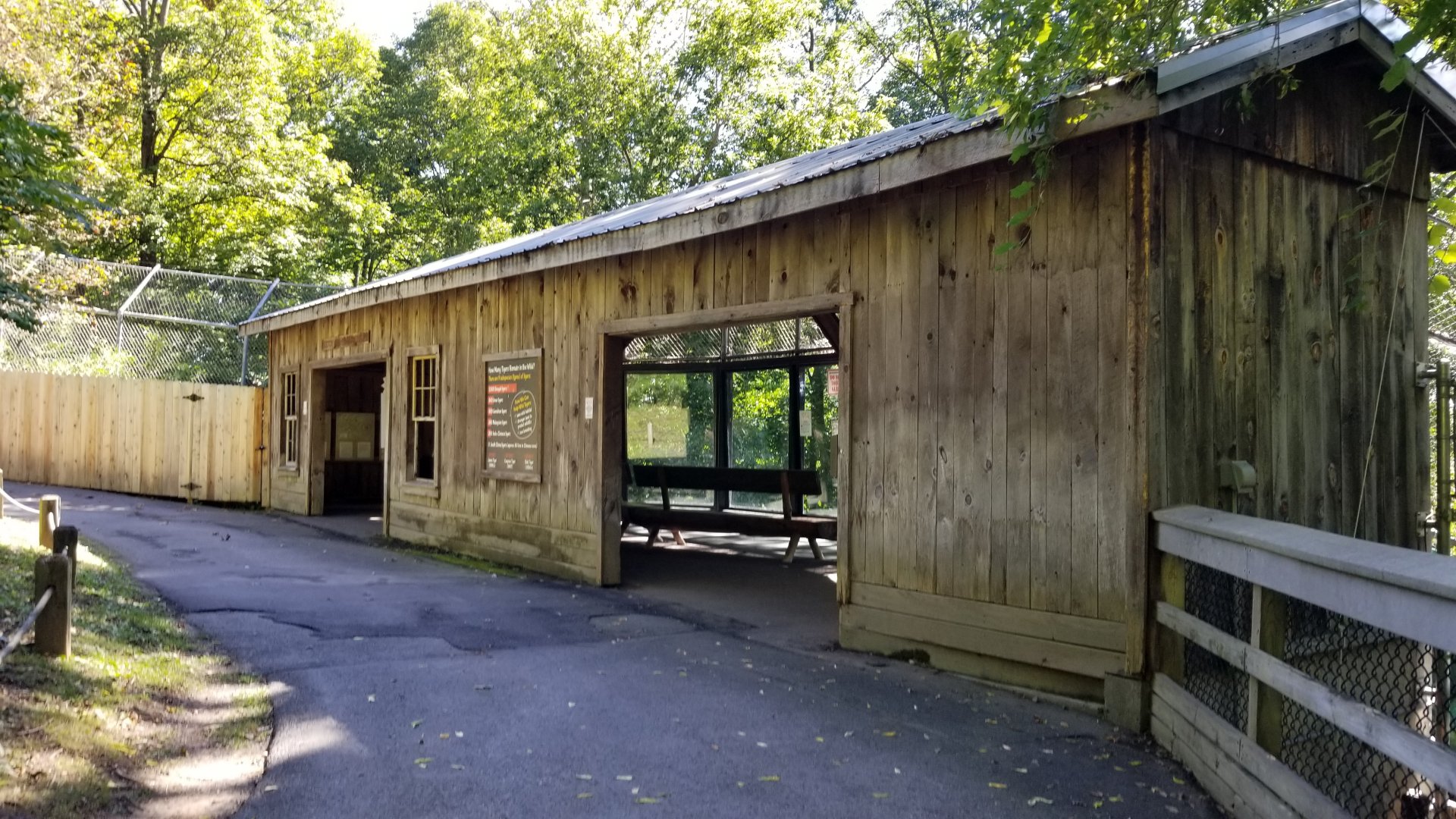 Rosamond Gifford - Amur tiger exhibit