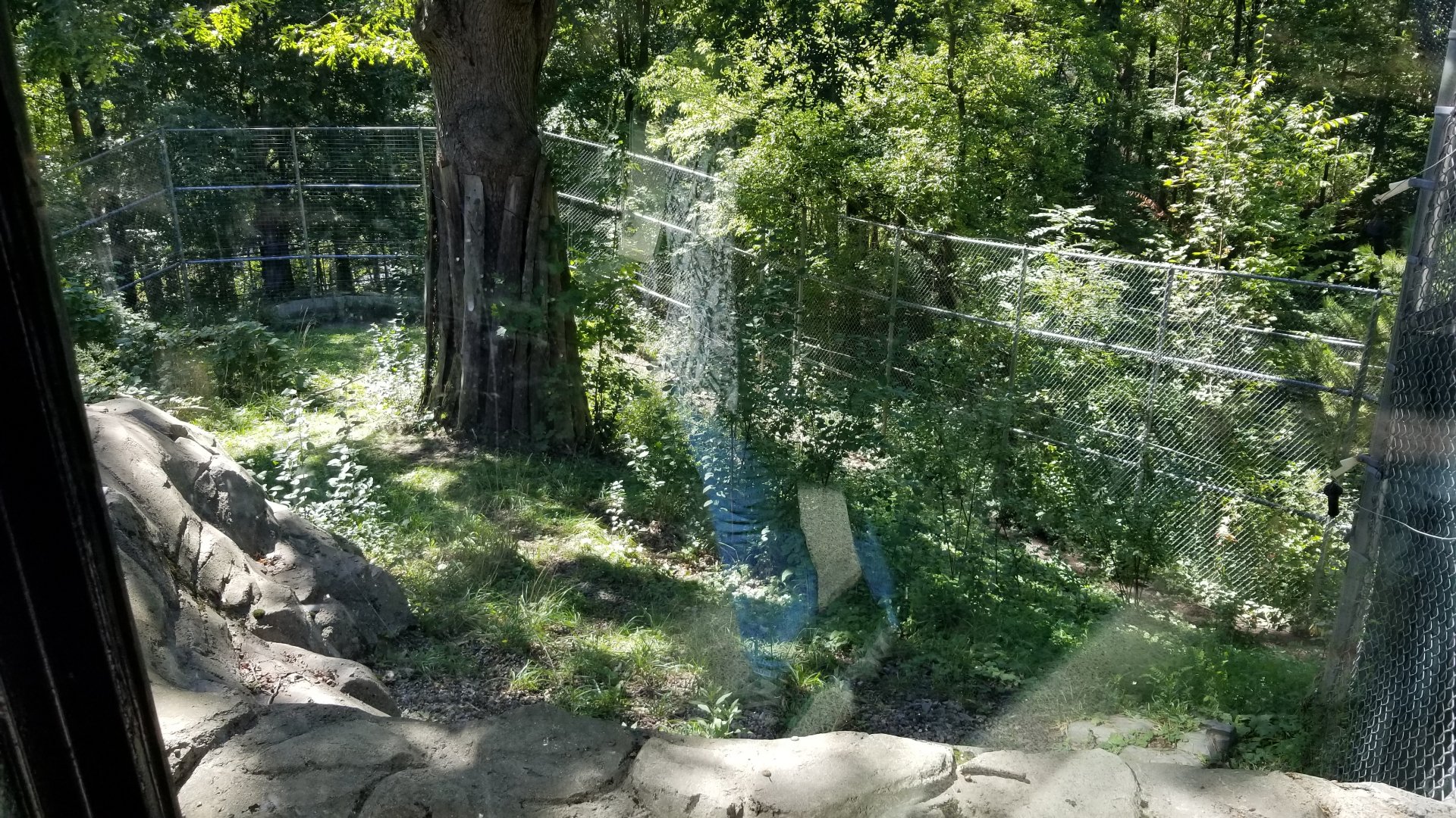 Rosamond Gifford - Amur tiger exhibit