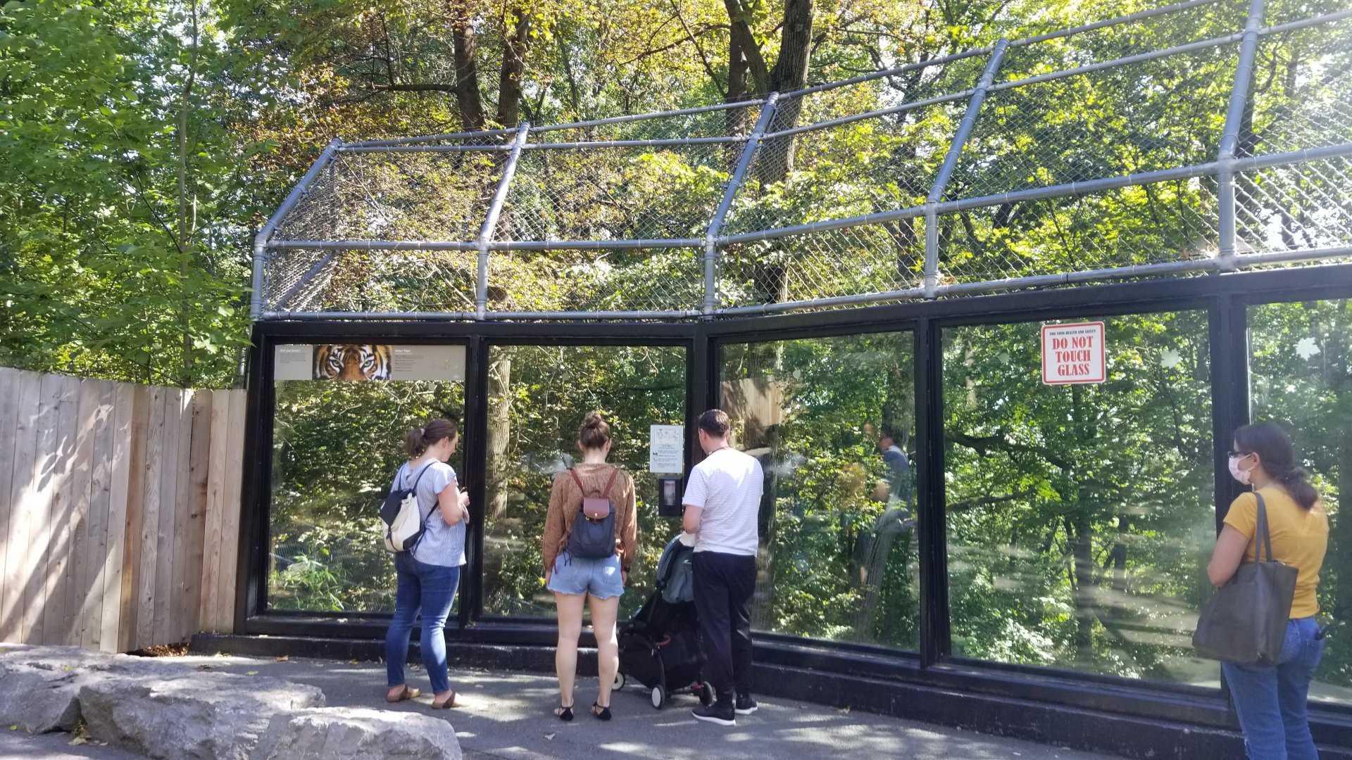Rosamond Gifford - Amur tiger exhibit