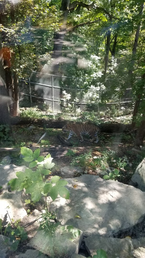 Rosamond Gifford - Amur tiger