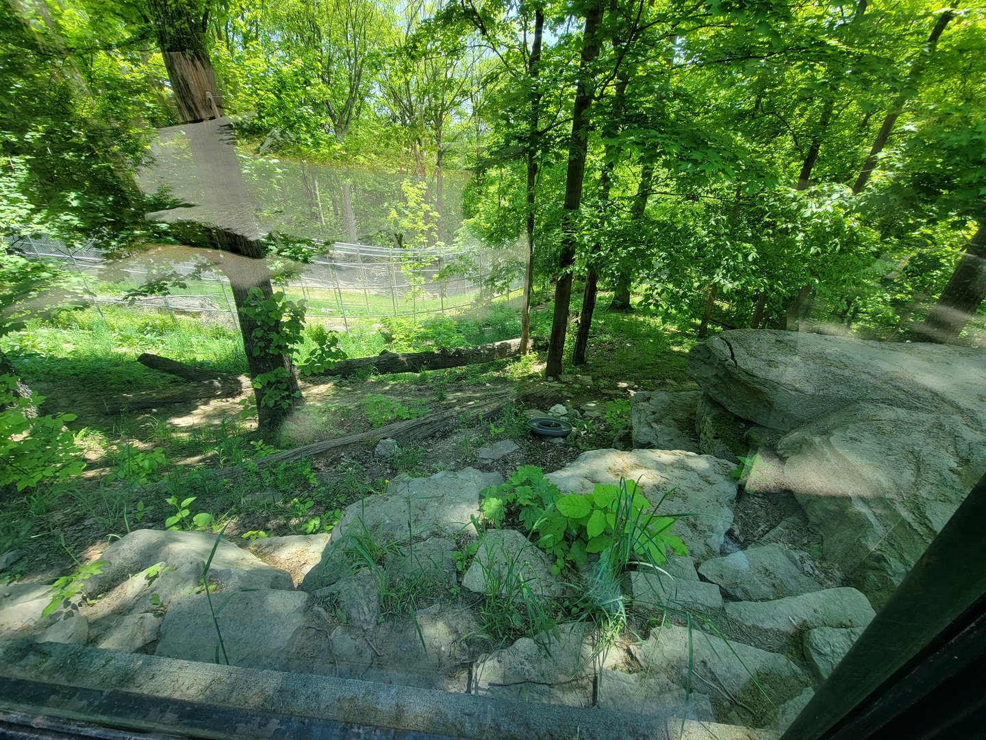 Rosamond Gifford - Amur tiger